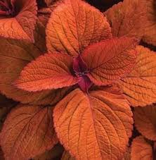Image result for Coleus sylvestris