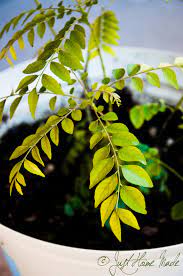 Tips To Care For Your Curry Leaf Plant In Winter Just Homemade