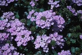 Maybe you would like to learn more about one of these? List Of Flower Names D Common And Easy To Grow Flowers With Pictures