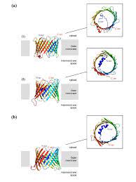 Upravo je završila dugo iščekivana dodjela porina! Structure Of Mitochondrial Porins A Isoform 1 Of Human Porin Download Scientific Diagram