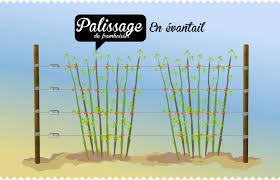 Comment planter un framboisier : Framboisier Planter Entretenir Tailler Soigner Recolter Jaime Jardiner