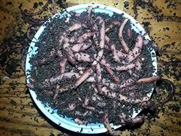How To Raise Nightcrawlers For Bait These Worms Will Not Only Make Fresh Live Bait For Fishing But Will Also Help You Compost Fishing Tips Fishing Worms Bait