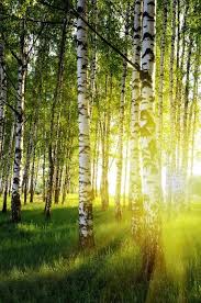 Birch Forest Photo Picture Definition At Photo Dictionary Birch Forest Word And Phrase Defined By Its Image In Jpg J Tree Forest Forest Photos Birch Forest