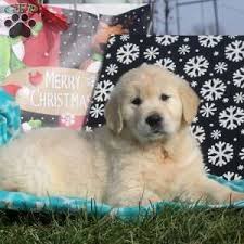Find local golden retriever puppies for sale and dogs for adoption near you. English Cream Golden Retriever Puppies For Sale Greenfield Puppies Golden Retriever Retriever Puppy Greenfield Puppies