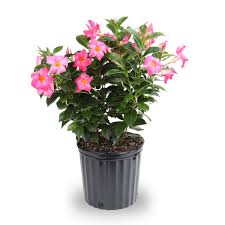 Image result for Dactyladenia