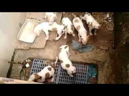 We did not find results for: Cutest Brown American White Pitbull Terrier Puppies Youtube