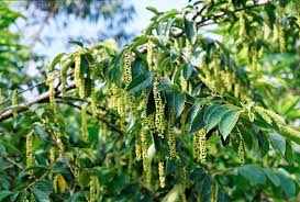 Image result for Antidesma venosum