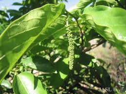 Image result for Antidesma vogelianum