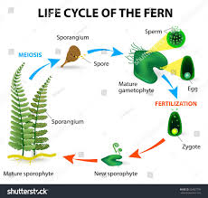 The Life Cycle Of Ferns Is Different From Other Land Plants As Both The Gametophyte And The Sporophyte Phases Are Fre Fern Life Cycle Life Cycles Plant Lessons