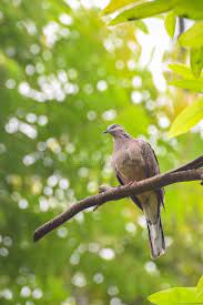 Support us by sharing the content, upvoting wallpapers on the page or sending your own. Tekukur Bird Photos Free Royalty Free Stock Photos From Dreamstime