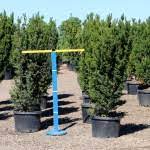 Taxus Baccata Erecta Blue Heron Nursery