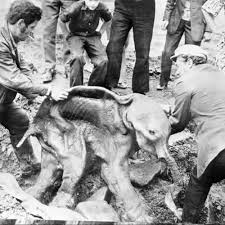 Image result for Dark Gray 1977 Caloric