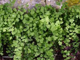 Image result for Adiantum capillus-veneris
