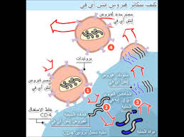 علاج مرض الايدز هل فعلا للايدز علاج باذن الله كيف