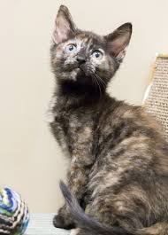 An adoption screening process in in place to determine whether or not a potential adopter will provide a lasting, loving home. Adopt Nutmeg On Petfinder Tortoise Shell Cat Feline Cats