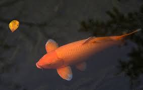 Browse through the content she uploaded herself on her verified profile. A History Of Koi Fish