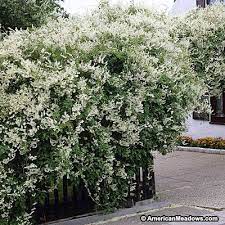 Silver Lace Vine Evergreen Vines Silver Lace Vine Garden Vines
