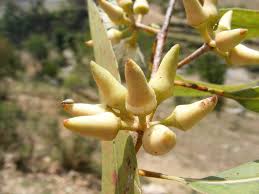 Image result for Eucalyptus sp.