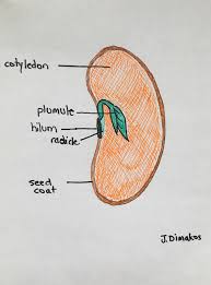 How To Complete A Seed Germination Test Julia Dimakos