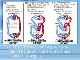 Crocodiles fishavesamphibiansbcrocodiles have four chambered heart. Chordates Ppt Video Online Download