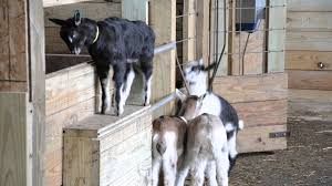 Good Morning Babies Goats Baby Goats Videos Of Kids