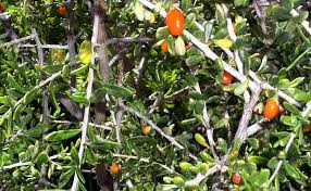 Image result for Lycium