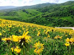 Maybe you would like to learn more about one of these? A Field Of Wild Flowers Ogden Valley Utah Oc 3264 2448 Reddit Wild Flowers Utah Scenery