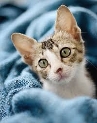 We did not find results for: 9 Small Cat Breeds That Don T Grow Over 10 Pounds Purewow