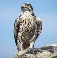Observations of an eyrie in dinosaur national monument, colorado, showed that peregrine falcons can successfully fledge even if a wildfire is active on top of the cliff (see photo above). Prairie Falcon Wikipedia