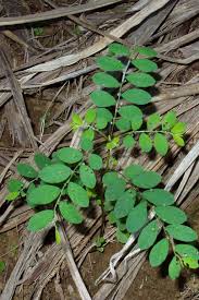 Image result for Phyllanthus tenellus