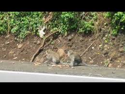Monyet pakai jas hujan dibanyak. Berbagi Makanan Dengan Monyet Liar Di Pinggir Jalan Youtube