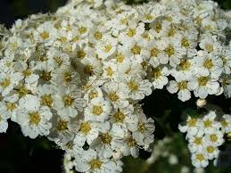 Grow a group of flowers in two or three colors for a big impact. Cluster Of White Flowers With Yellow Center Public Domain White Flowers Wild Flowers Flowers