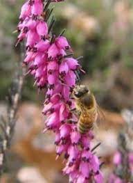 Some trees and shrubs are also great for bees as they provide masses of flowers in one place. Winter Flowers Feed Bees Landscape Design In A Day