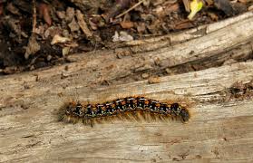 Cover the holes w windowscreen to minimize dirt leakage. Caterpillars Utilize A Variety Of Tactics To Stay Alive Naturally North Idaho
