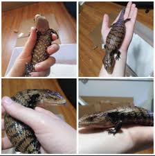 For a quick and easy way to set up a bioactive substrate for your blue tongue skink, check out the bio dude: Help Halmahera Or Merauke He Was Labelled As Merauke By The Breeder But I M Sceptical Bluetongueskinks
