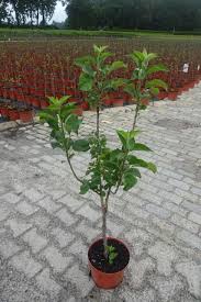 Solltet ihr über diese etwas kaufen, bekommen wir einen kleinen teil als provision. Apfel Gravensteiner Terrassenobst Pflanzhits De