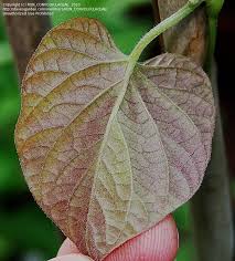Image result for Ipomoea involucrata