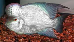 Flowerhorn The Hybrid Cichlids Thai Silk Saltwater Aquarium Fish Pet Fish Aquarium Fish