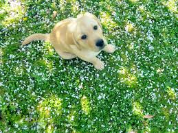 Pawrade connects pawsome people like you with happy, healthy puppies from our respected, prominent breeder relationships we've established over the last 15 years. 47 Spring Golden Retriever Wallpaper On Wallpapersafari