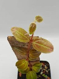 Image result for Melastomataceae