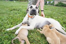 Black Mouth Curs – Meet Our New Puppy – EARTH to DOME