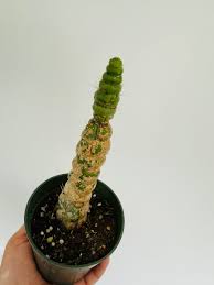 Image result for Euphorbia unicornis