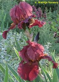 Legacy garden iris, trinity, alabama. Tbberniceslegacy Tbathrue Iris Wiki