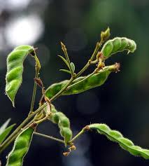 Image result for Cajanus cajan