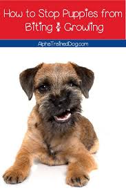 As we said above, biting and growling is a normal part of their development. How To Stop A Puppy From Biting And Growling Alpha Trained Dog