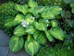Fragrant white blooms appear in early summer making it perfect for planting near walkways, patios, decks or paths. Hosta Carolyn S Shade Gardens
