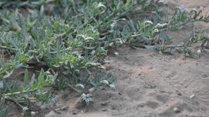 Image result for Heliotropium zeylanicum