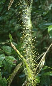 Image result for Calamus deerratus