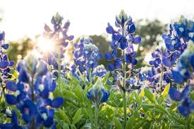 We did not find results for: Get To Know The Wildflowers Of Central Texas