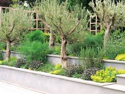 Mediterranean Style Gardens And Landscapes Tree Garden Design Garden Design Olive Trees Garden